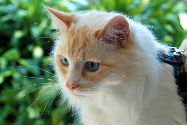 Водоплавающая кошка — турецкий ван