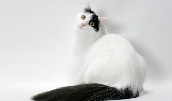 кошка ван - окрас с черным