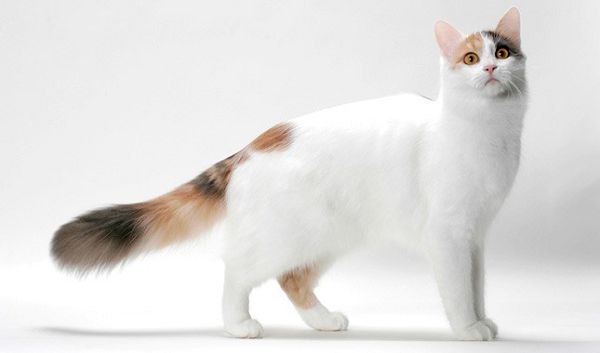 Водоплавающая кошка — турецкий ван