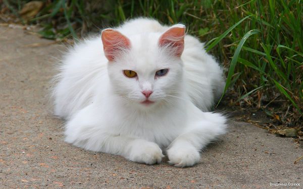 белая ванская кошка