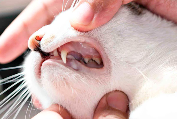 Удалили коту зубы - чем снять боль?